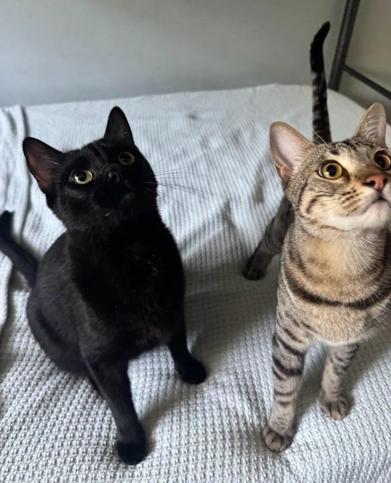 Churro & Pepito thumbnail 3