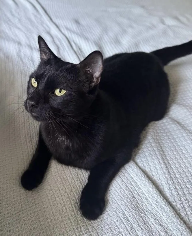 Churro & Pepito thumbnail 4