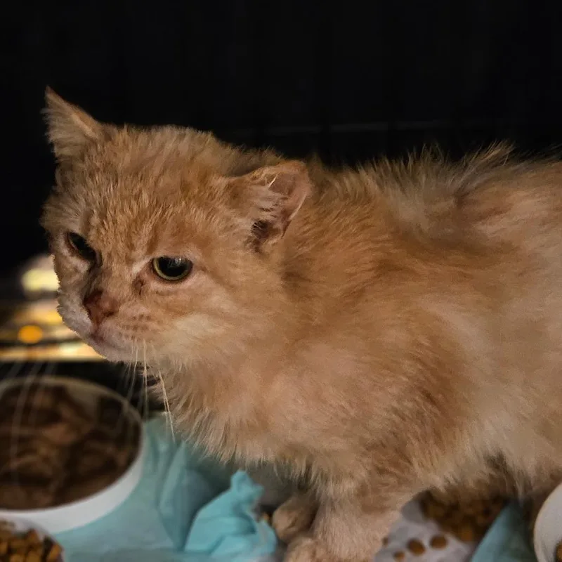 An adult medium-sized female Orange / Red Domestic Short Hair cat named Gerty  the Feral for adoption in Ringtown, PA