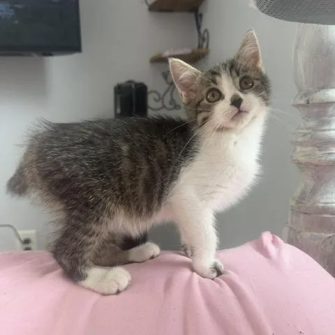 A baby small-sized male Brown / Chocolate Domestic Short Hair cat named Travis for adoption in Birdsboro, PA