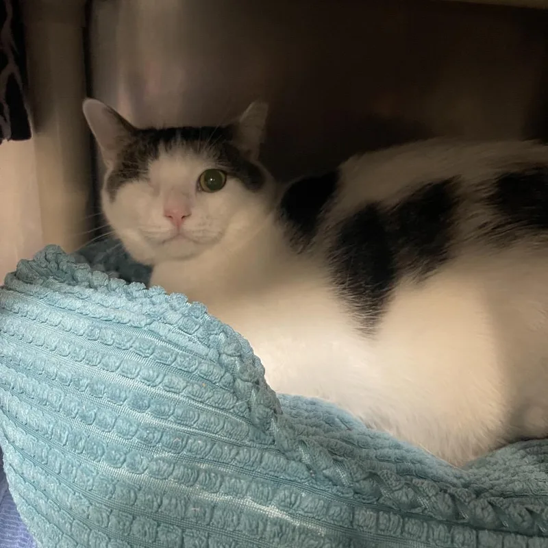 An adult large-sized male White Domestic Short Hair cat named OneFifteen for adoption in Mentor, OH