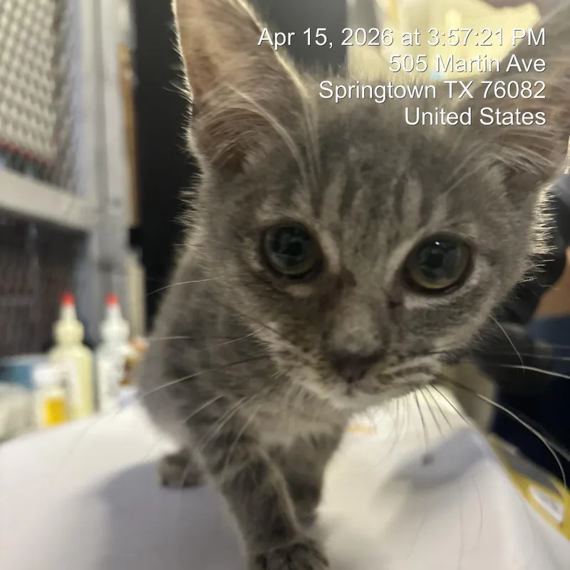 A baby small-sized female Gray / Blue / Silver Domestic Medium Hair cat named Rosalinda for adoption in Springtown, TX