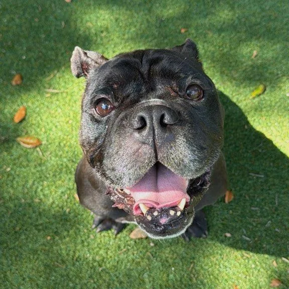 A young medium-sized male Black English Bulldog dog named Lux for adoption in Lakeland, FL