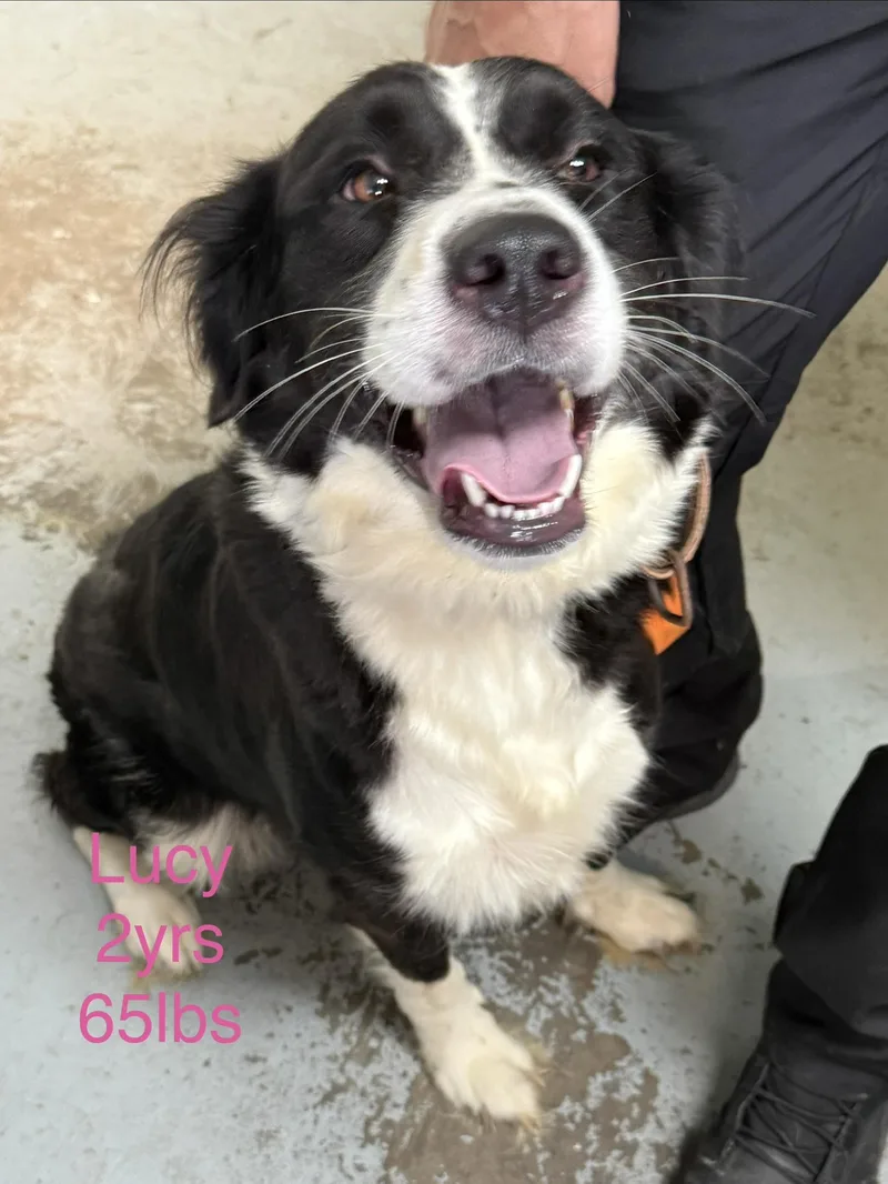 An adult large-sized female Bernese Mountain Dog dog named Lucy for adoption in Fayetteville, WV