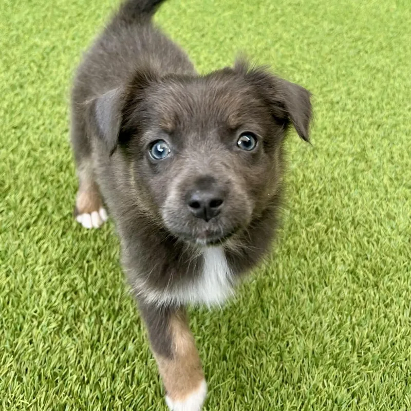 A baby small-sized female Apricot / Beige Mixed Breed dog named Lexi for adoption in LOXAHATCHEE, FL
