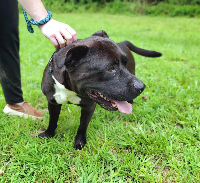 An adult large-sized male Black Pit Bull Terrier dog named Richmond for adoption in Petersburg, VA