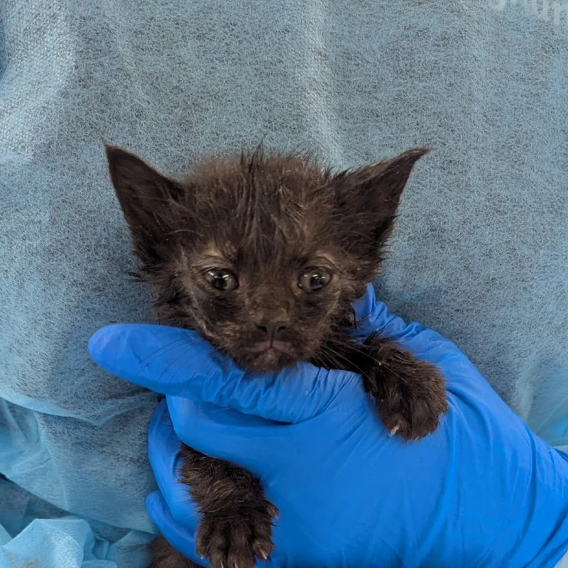 A baby small-sized female Black Domestic Short Hair cat named Strawberry for adoption in Indianapolis, IN
