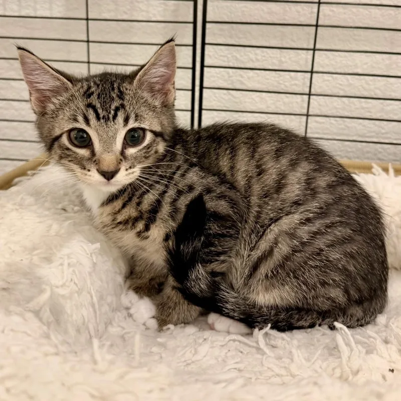 A baby small-sized male Domestic Short Hair cat named Wolf for adoption in Bentonville, AR