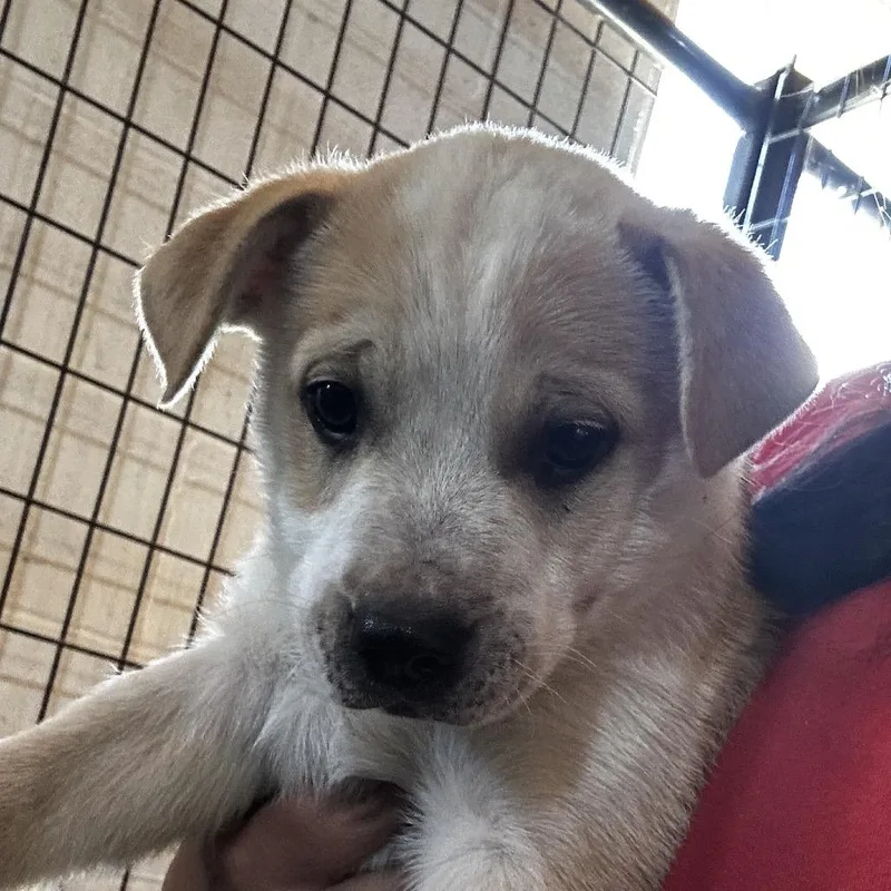A baby large-sized male White / Cream Mixed Breed dog named Diplo for adoption in Leander, TX