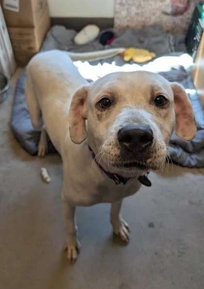 An adult medium-sized male Mixed Breed dog named PlayDoh for adoption in Bellevue, WA