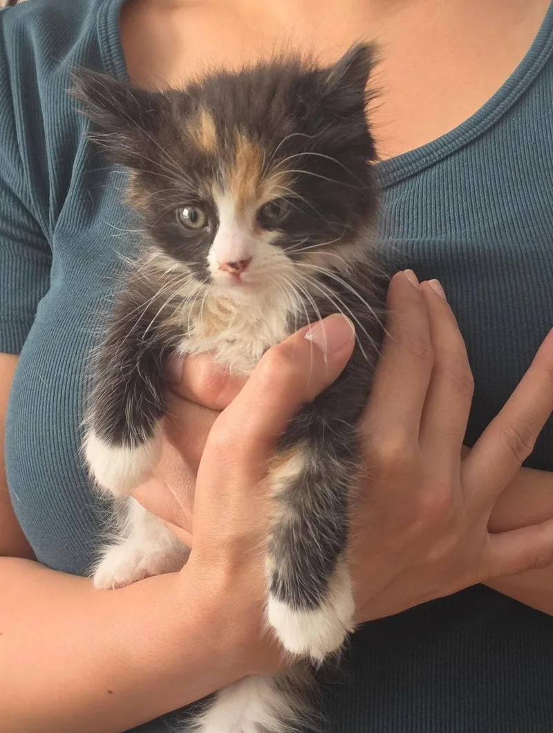A baby medium-sized female Domestic Medium Hair cat named Hazel for adoption in San Jose, CA