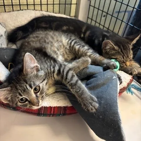 Colin & Benedict  thumbnail 2