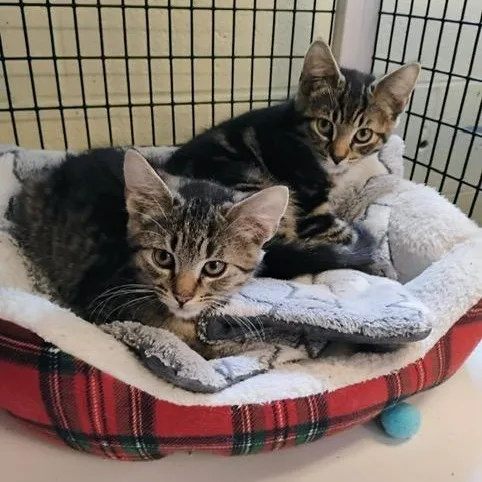 A baby medium-sized male Tabby (Tiger Striped) Domestic Short Hair cat named Colin & Benedict  for adoption in Braintree, MA