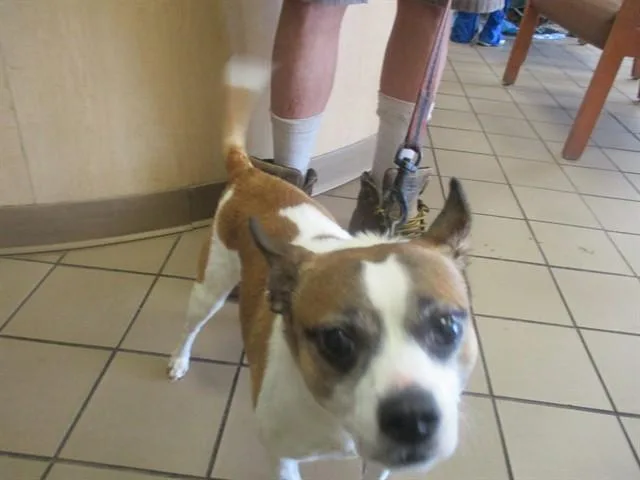 A young small-sized male Chihuahua dog named Bruce Lee for adoption in Ocala, FL