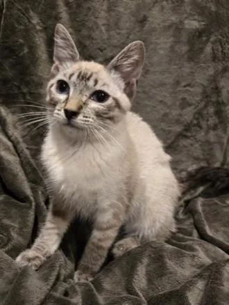 A young medium-sized female Tabby (Buff / Tan / Fawn) Domestic Short Hair cat named Bunny for adoption in Anchorage, AK