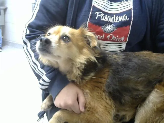 An adult medium-sized female Chihuahua dog named Foxy for adoption in Pasadena, TX