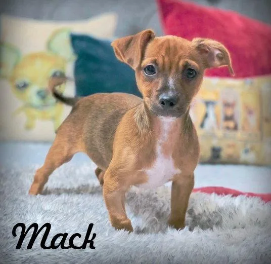 A baby small-sized male Chihuahua dog named Mack for adoption in Anaheim Hills, CA