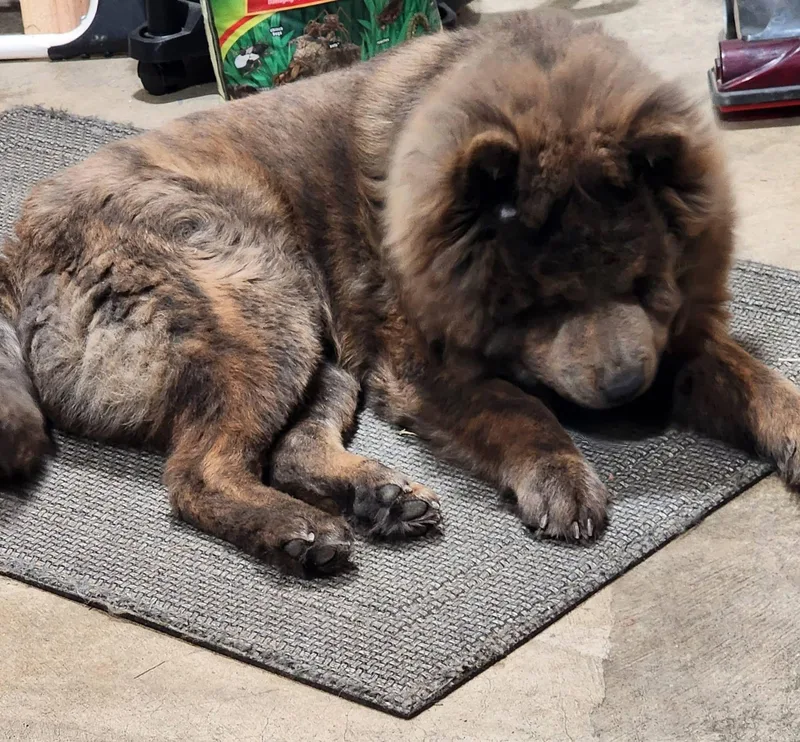 A young medium-sized male Gray / Blue / Silver Chow Chow dog named Pippin for adoption in Saint Louis, MO