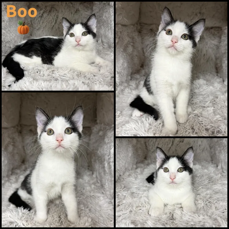 A baby small-sized male Black & White / Tuxedo Domestic Short Hair cat named Boo for adoption in Louisville, KY