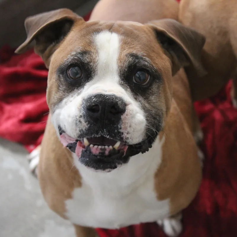 A senior large-sized male Red / Chestnut / Orange Boxer dog named Vega for adoption in Yucca Valley, CA