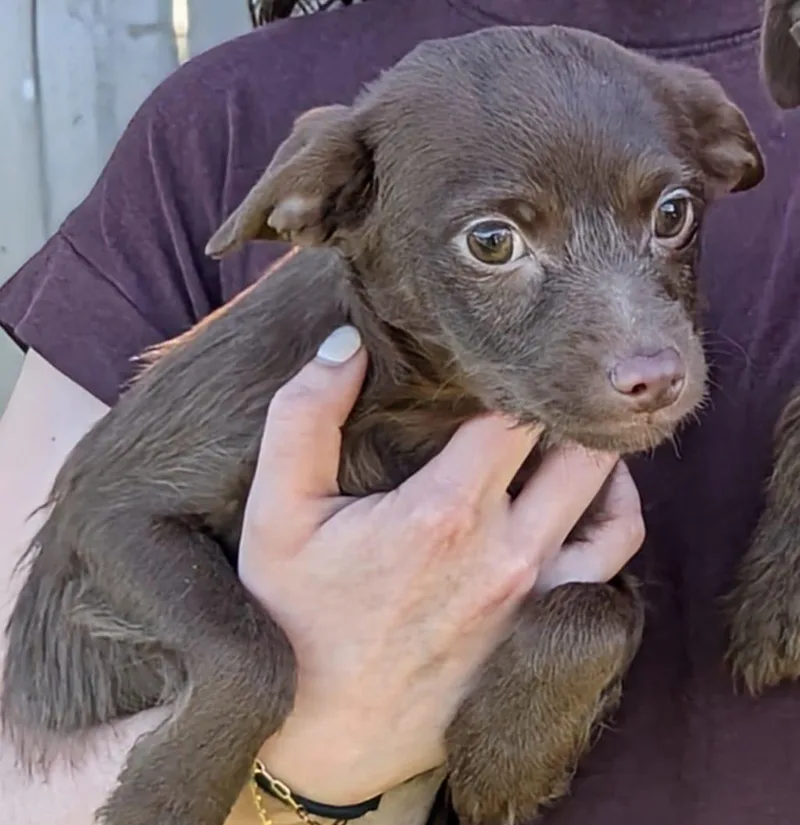 A baby small-sized female Brown / Chocolate Chihuahua dog named Carli for adoption in Kingsburg, CA