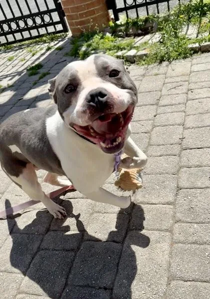 An adult medium-sized male Mixed Breed dog named Michael B Pawdon for adoption in Washington, DC