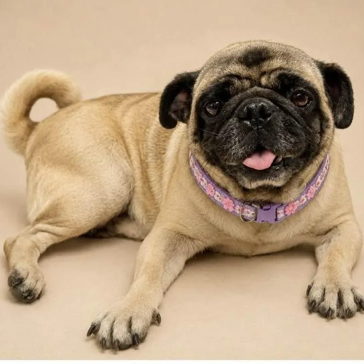 An adult small-sized female Pug dog named Pinky for adoption in Graham, WA