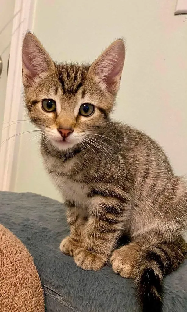 A baby medium-sized male Domestic Short Hair cat named Gosling for adoption in Fort Mill, SC