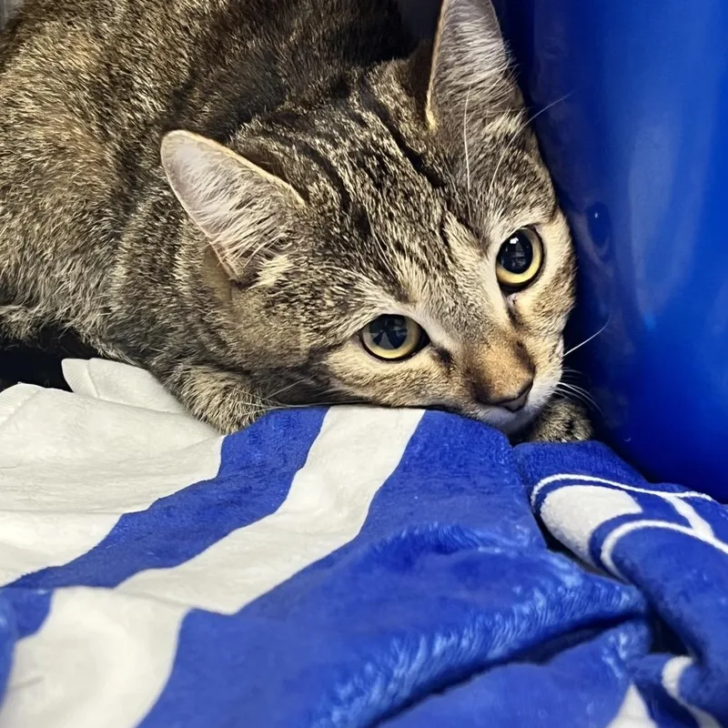 A baby medium-sized female Calico Domestic Short Hair cat named Tammy Jo for adoption in Birmingham, AL