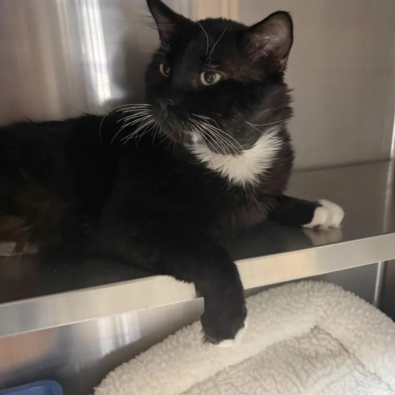 An adult small-sized male Black Domestic Medium Hair cat named Murphy for adoption in Los Angeles, CA