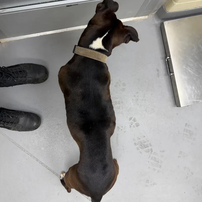 An adult medium-sized female Brown / Chocolate Mixed Breed dog named Straypinegroveway for adoption in Columbus, GA
