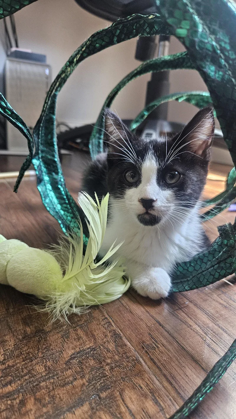 A baby medium-sized male Black & White / Tuxedo Domestic Medium Hair cat named Beethoven for adoption in Antioch, CA