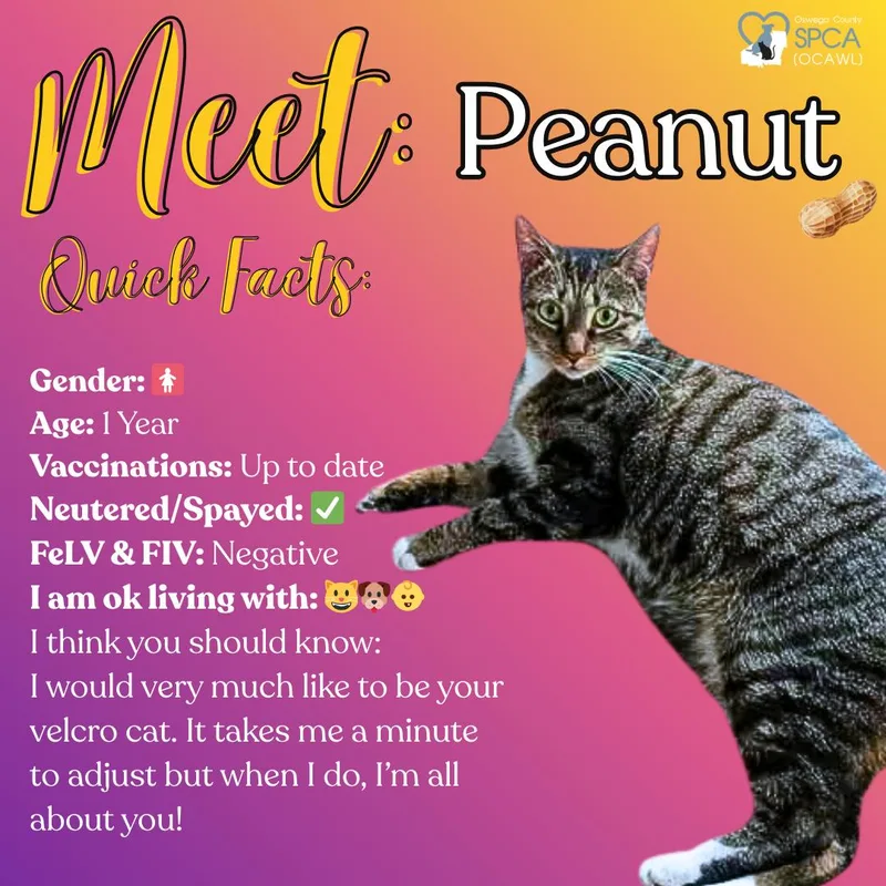 Peanut