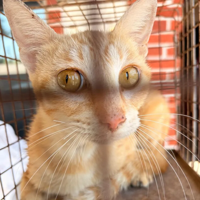 An adult medium-sized female Orange / Red Domestic Short Hair cat named Dandelion for adoption in Edinburg, TX