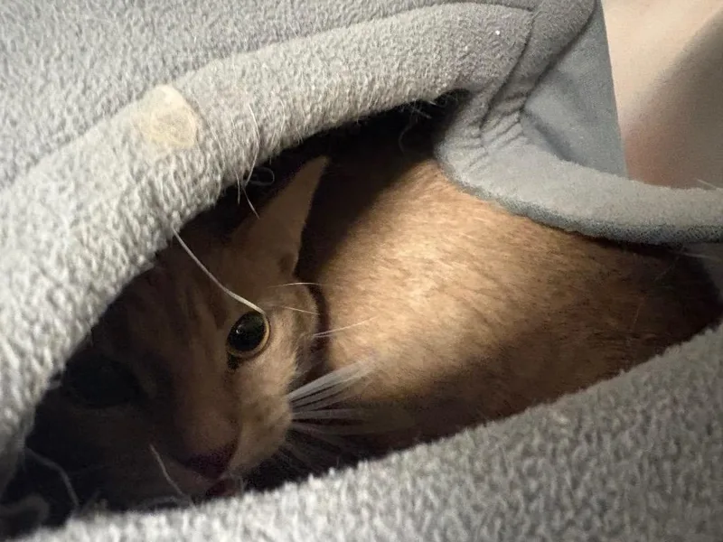 An adult large-sized male Domestic Short Hair cat named Tony for adoption in Twentynine Palms, CA