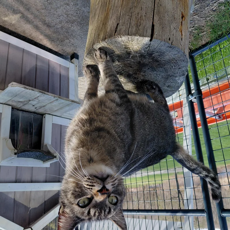 An adult medium-sized male Tabby (Tiger Striped) Domestic Short Hair cat named Moose for adoption in Littleton, NH
