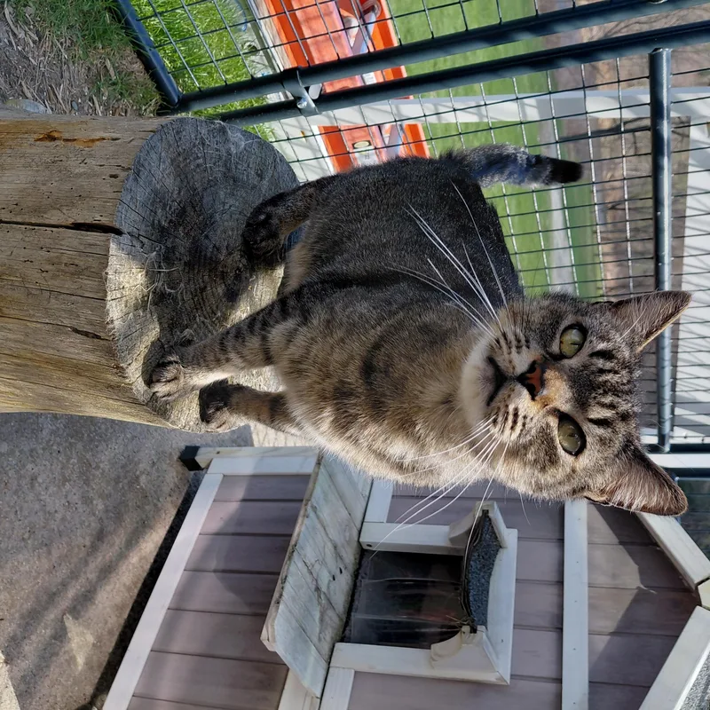 Moose thumbnail 2