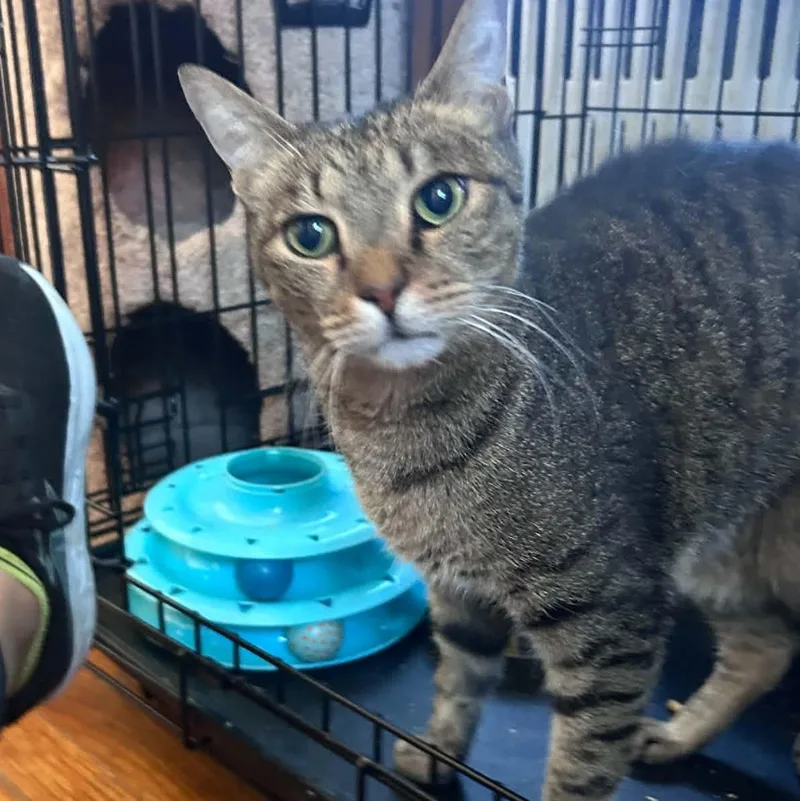 An adult large-sized male Tabby (Brown / Chocolate) Domestic Short Hair cat named Jordan for adoption in Huntington, NY