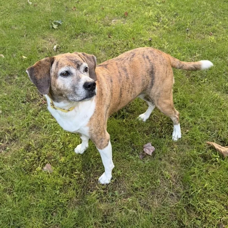 An adult medium-sized female Brindle Hound dog named Zoey for adoption in Pelham, NH