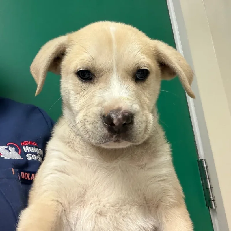 A baby small-sized male Yellow / Tan / Blond / Fawn Pit Bull Terrier dog named Brandon for adoption in Reno, NV