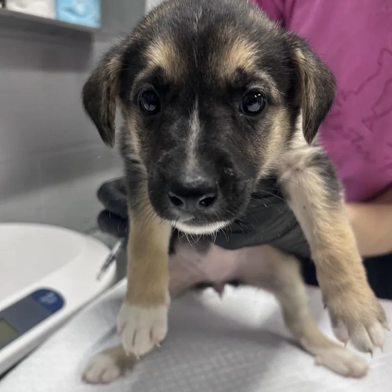 A baby small-sized male Black Mixed Breed dog named Plankton for adoption in Summerville, SC