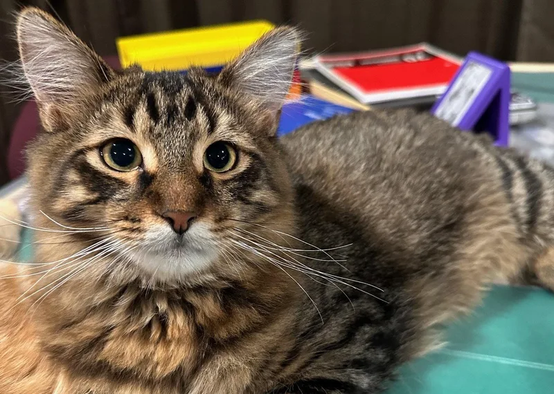 A baby medium-sized male Domestic Medium Hair cat named Vibe for adoption in Colorado Springs, CO