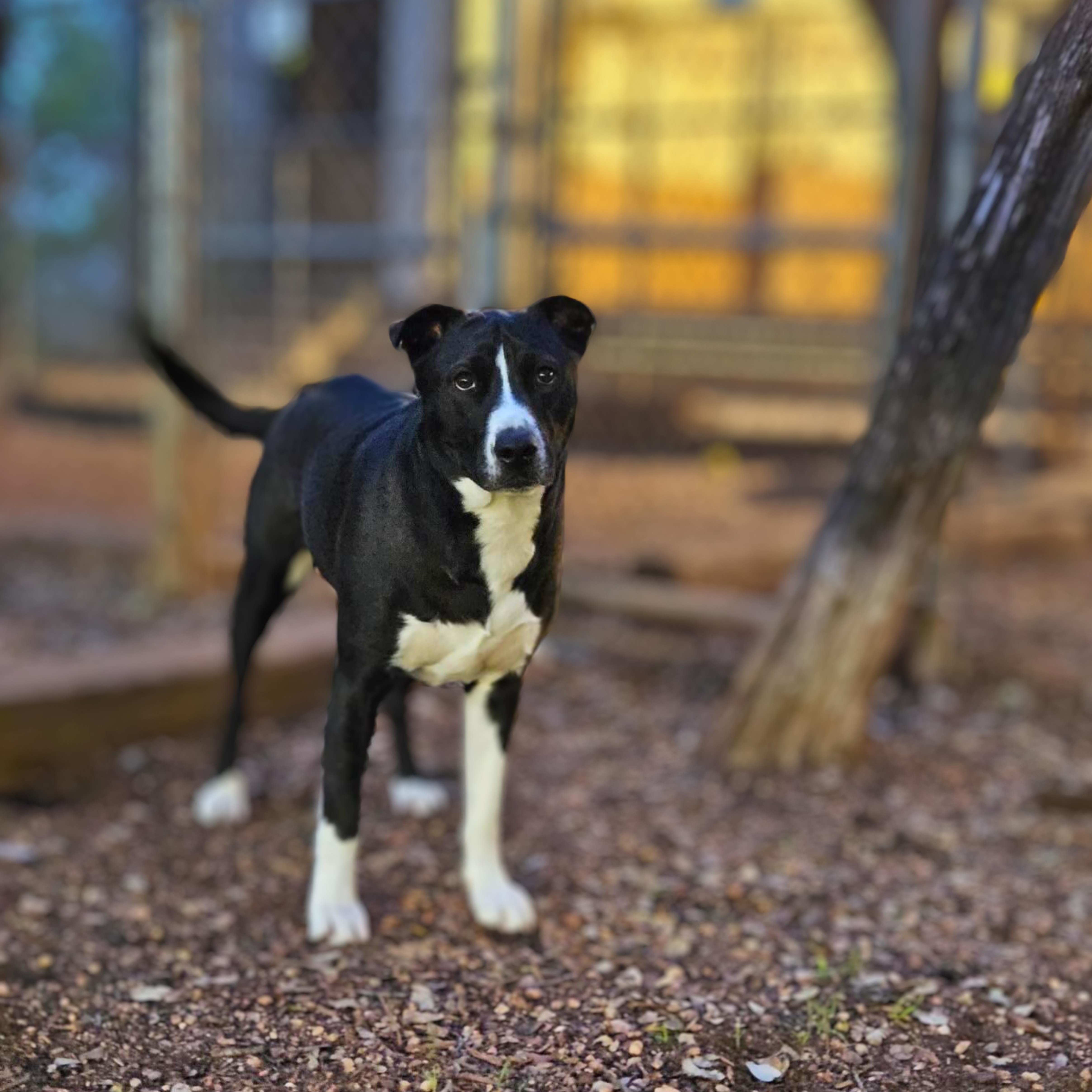 An adult medium-sized male Black Labrador Retriever dog named Comet for adoption in Mooresville, NC