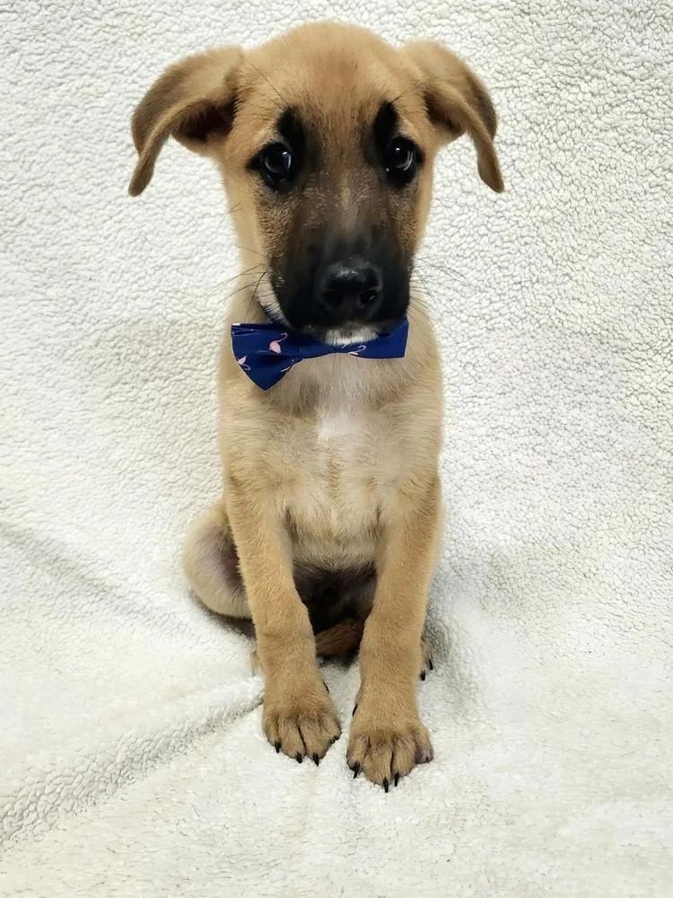 A baby medium-sized male Shepherd dog named Irving for adoption in Brewster , NY