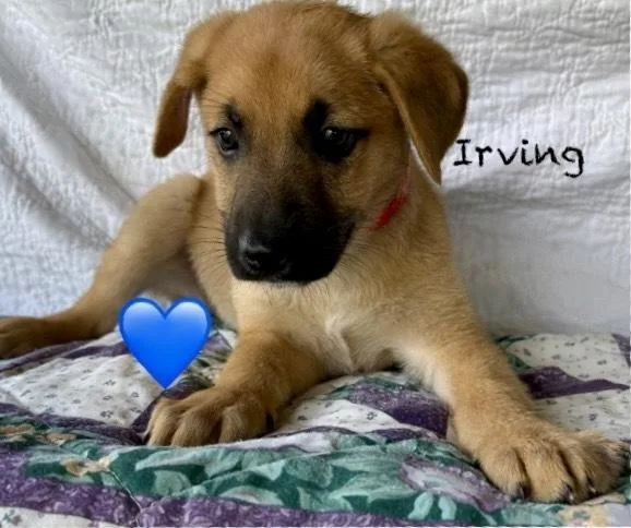 Irving thumbnail 2