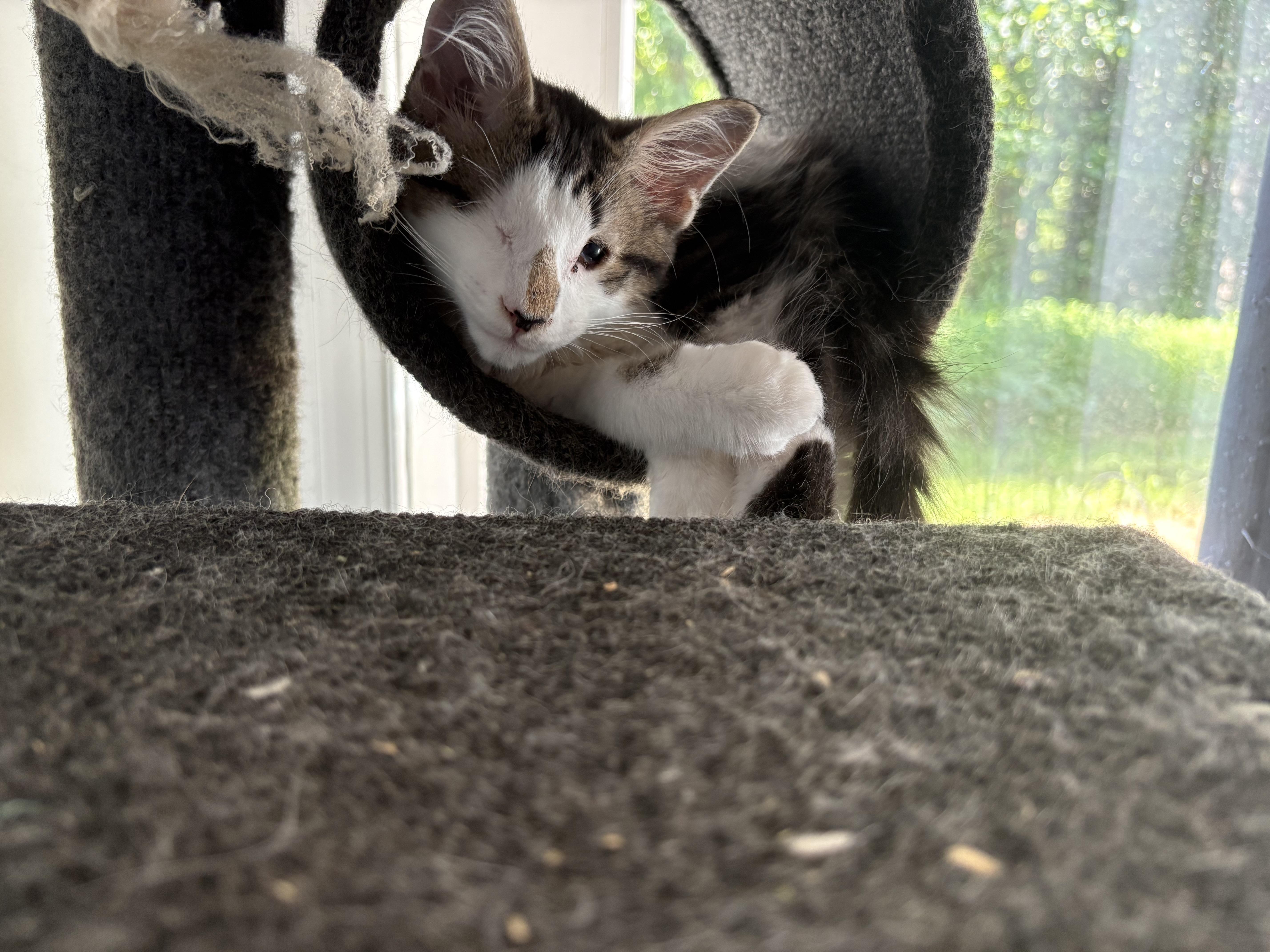 Hamilton aka Hammy