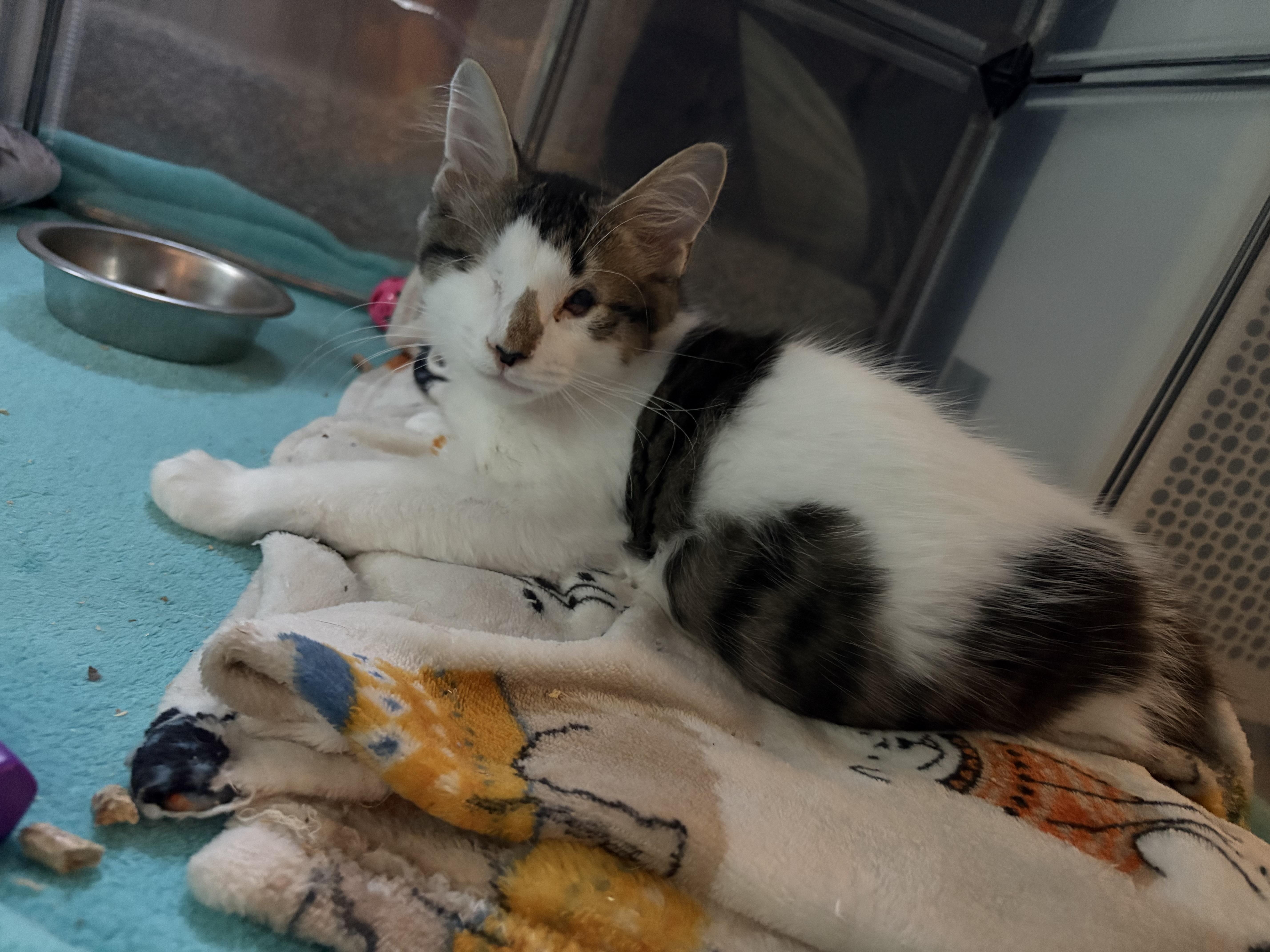 Hamilton aka Hammy thumbnail 2