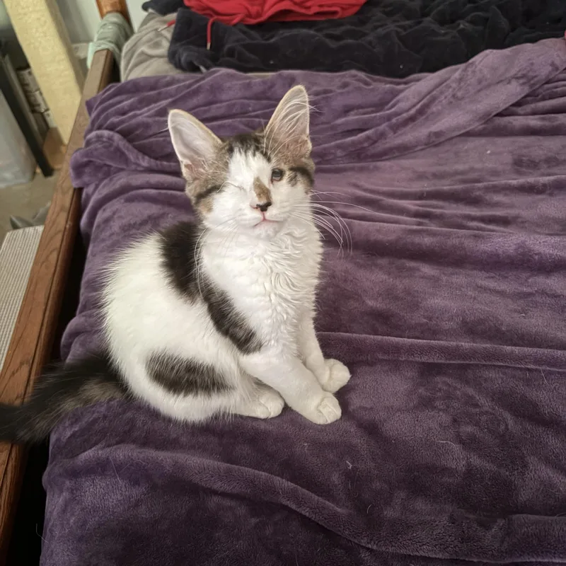 Hamilton aka Hammy thumbnail 3