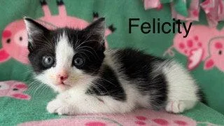 A baby medium-sized female Black & White / Tuxedo Domestic Short Hair cat named Felicity for adoption in Oakland Park, FL