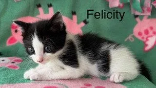 Felicity thumbnail 2